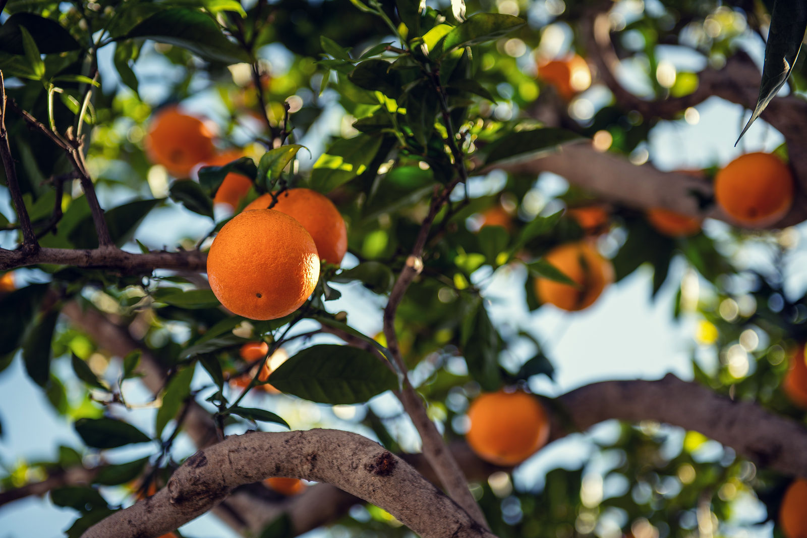 Oranges