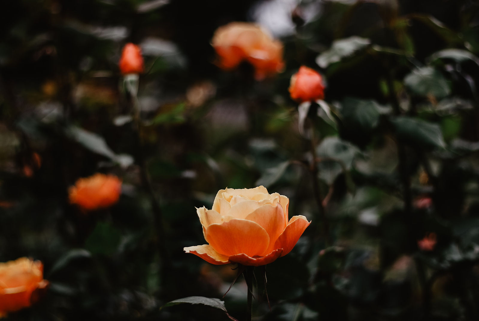 Rose Garden