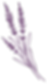 Lavendar Drawing